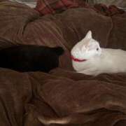 ヒメ日記 2026/03/12 11:15 投稿 かれん ファッションヘルス カリスマ