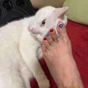 ヒメ日記 2026/04/14 15:55 投稿 かれん ファッションヘルス カリスマ