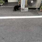 ヒメ日記 2026/05/29 13:55 投稿 かれん ファッションヘルス カリスマ