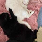 ヒメ日記 2026/07/11 10:35 投稿 かれん ファッションヘルス カリスマ