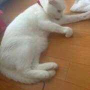 ヒメ日記 2026/09/01 14:15 投稿 かれん ファッションヘルス カリスマ