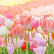 なみ ポカポカサラサラ♡ 綺麗なお姉様専門　新横浜リング4C（アンジェリークグループ）