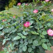 ヒメ日記 2025/05/27 05:44 投稿 ゆう 池袋おかあさん