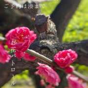 ヒメ日記 2025/02/10 07:56 投稿 湊かすみ ローテンブルク