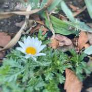 ヒメ日記 2025/02/10 08:28 投稿 湊かすみ ローテンブルク