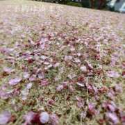 ヒメ日記 2025/03/05 00:55 投稿 湊かすみ ローテンブルク