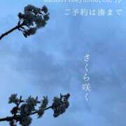 ヒメ日記 2025/03/23 23:46 投稿 湊かすみ ローテンブルク