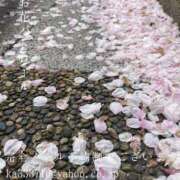 ヒメ日記 2025/04/08 02:02 投稿 湊かすみ ローテンブルク