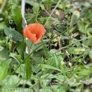 ヒメ日記 2025/04/19 00:50 投稿 湊かすみ ローテンブルク