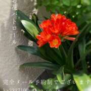 ヒメ日記 2025/04/25 01:41 投稿 湊かすみ ローテンブルク