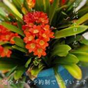 ヒメ日記 2025/04/25 02:08 投稿 湊かすみ ローテンブルク