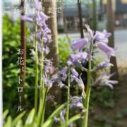 ヒメ日記 2025/04/30 07:36 投稿 湊かすみ ローテンブルク