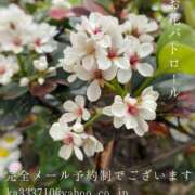 ヒメ日記 2025/05/03 08:55 投稿 湊かすみ ローテンブルク