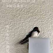 ヒメ日記 2025/05/13 01:46 投稿 湊かすみ ローテンブルク