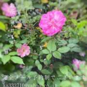 ヒメ日記 2025/05/16 08:03 投稿 湊かすみ ローテンブルク