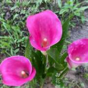 ヒメ日記 2025/07/09 09:41 投稿 湊かすみ ローテンブルク