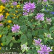 ヒメ日記 2025/07/16 09:32 投稿 湊かすみ ローテンブルク