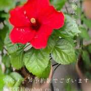 ヒメ日記 2025/08/16 08:53 投稿 湊かすみ ローテンブルク