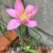 ヒメ日記 2025/08/29 08:59 投稿 湊かすみ ローテンブルク