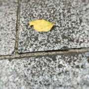 ヒメ日記 2025/09/16 09:08 投稿 湊かすみ ローテンブルク