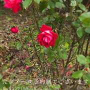 ヒメ日記 2025/11/24 08:17 投稿 湊かすみ ローテンブルク