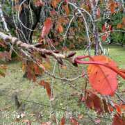 ヒメ日記 2025/11/24 18:39 投稿 湊かすみ ローテンブルク