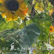 ヒメ日記 2025/11/28 09:29 投稿 湊かすみ ローテンブルク