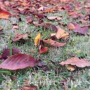 ヒメ日記 2025/11/30 09:35 投稿 湊かすみ ローテンブルク