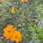 ヒメ日記 2025/12/02 09:27 投稿 湊かすみ ローテンブルク