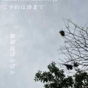 湊かすみ 猫のきもち ローテンブルク