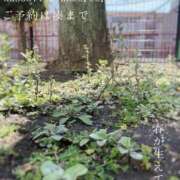 ヒメ日記 2026/03/10 23:13 投稿 湊かすみ ローテンブルク