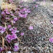 ヒメ日記 2026/04/06 09:38 投稿 湊かすみ ローテンブルク