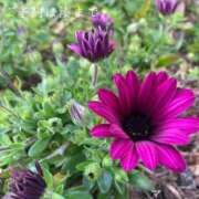 ヒメ日記 2026/04/10 09:23 投稿 湊かすみ ローテンブルク