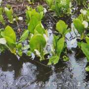 ヒメ日記 2026/04/11 07:36 投稿 湊かすみ ローテンブルク