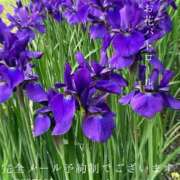 ヒメ日記 2026/04/20 08:26 投稿 湊かすみ ローテンブルク