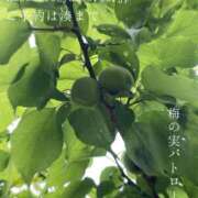 ヒメ日記 2026/04/20 08:53 投稿 湊かすみ ローテンブルク