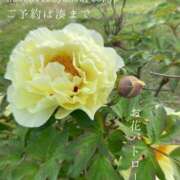 ヒメ日記 2026/04/21 08:17 投稿 湊かすみ ローテンブルク