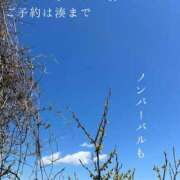 ヒメ日記 2026/04/25 08:35 投稿 湊かすみ ローテンブルク
