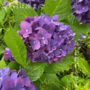 ヒメ日記 2026/06/04 08:18 投稿 湊かすみ ローテンブルク