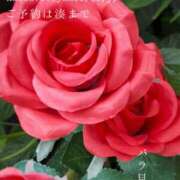 ヒメ日記 2026/07/02 08:01 投稿 湊かすみ ローテンブルク