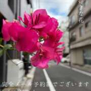ヒメ日記 2026/08/08 09:10 投稿 湊かすみ ローテンブルク
