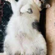 ヒメ日記 2025/02/12 18:58 投稿 安西めぐみ ローテンブルク