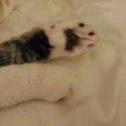 ヒメ日記 2025/03/28 08:45 投稿 安西めぐみ ローテンブルク