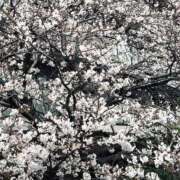 ヒメ日記 2025/04/05 14:20 投稿 安西めぐみ ローテンブルク