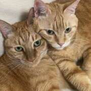 ヒメ日記 2025/04/27 07:31 投稿 安西めぐみ ローテンブルク