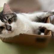 ヒメ日記 2025/07/27 07:29 投稿 安西めぐみ ローテンブルク