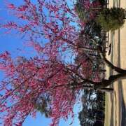 ヒメ日記 2025/03/17 23:18 投稿 さゆり ローテンブルク