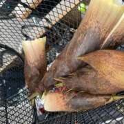 ヒメ日記 2025/04/25 09:55 投稿 さゆり ローテンブルク