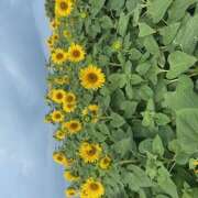 ヒメ日記 2025/04/29 05:30 投稿 さゆり ローテンブルク