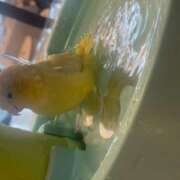 ヒメ日記 2025/05/02 15:03 投稿 さゆり ローテンブルク